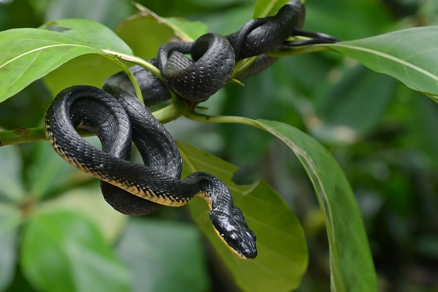 a bird-eating snake