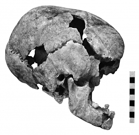 A Minoan skull - Image from Open Edition Journals