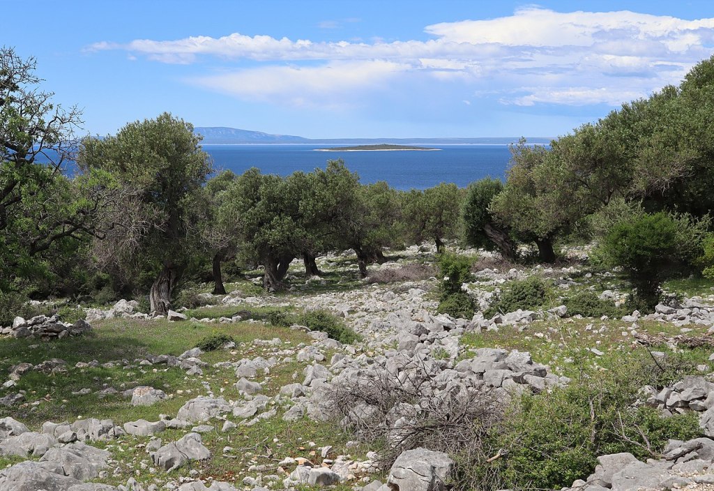 A bunch of olive trees by the sea